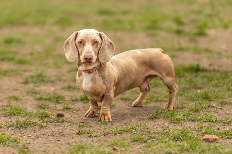 Muttley’s Doggy Day Care – Open Day Fun! 🐾 (9 of 24)
