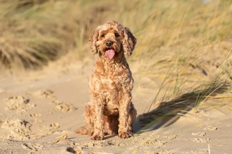 Red the Cavapoo (3 of 42)