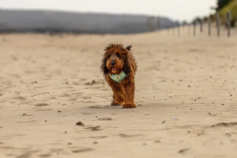 Luna & Oakley at Sandbanks (4 of 24)