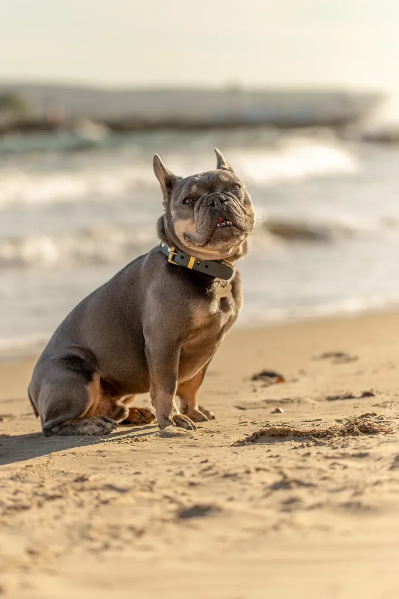 Blue the Frenchie (17 of 32)