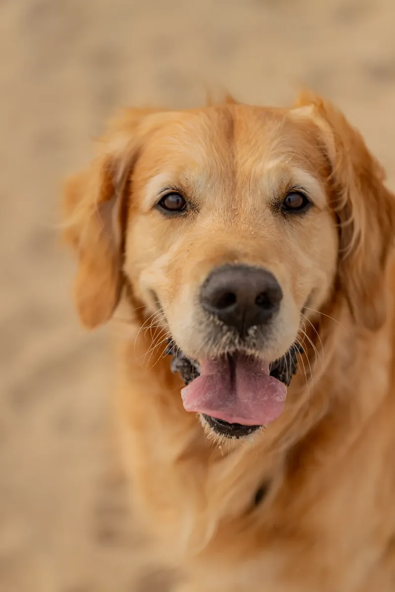 Murphy the golden retriever (8 of 41)