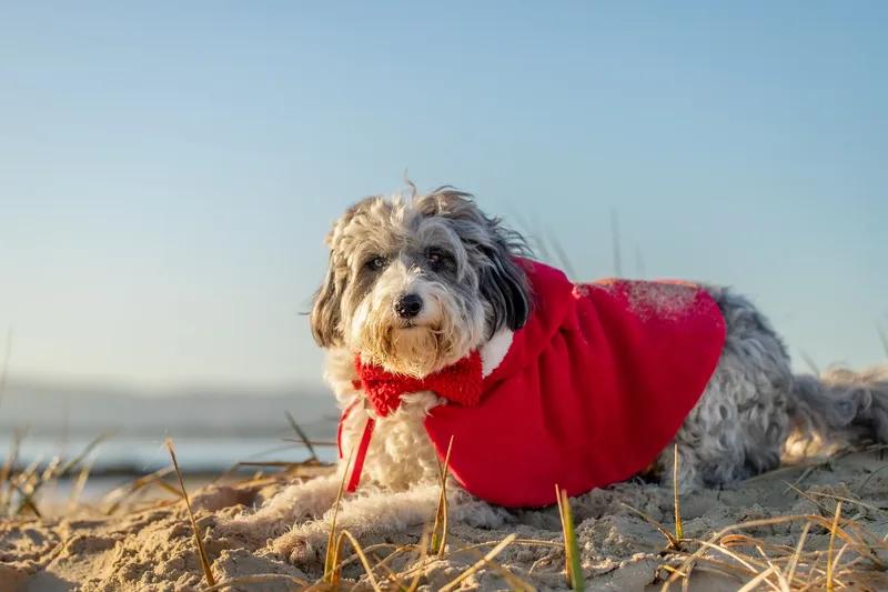 Dougie Xmas beach shoot (3 of 24)