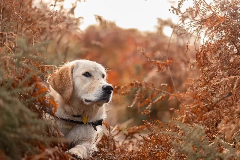 Ollie the golden (12 of 24)