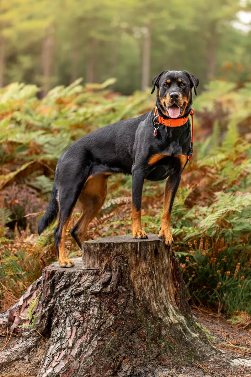 The Wild Bear Club – Wareham Forest (16 of 24)