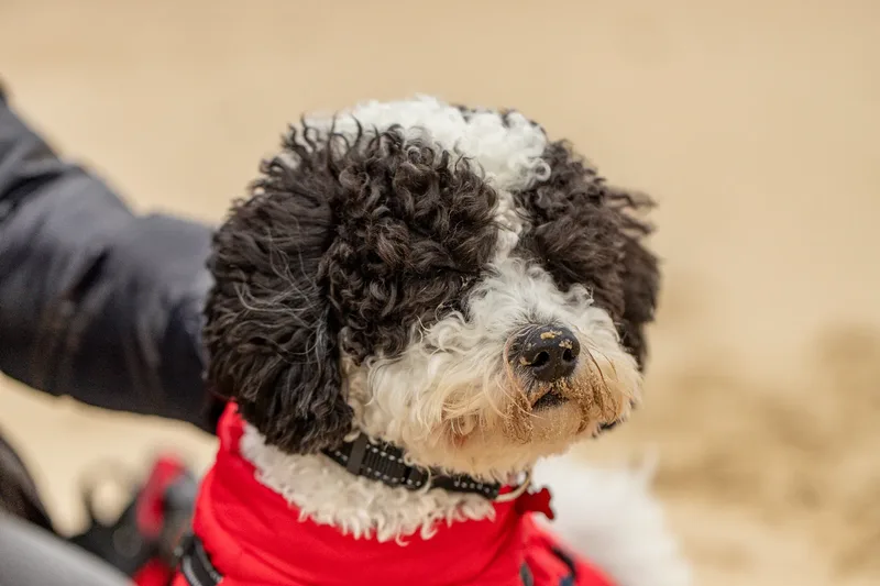 Ralph the Panda dog (4 of 15)