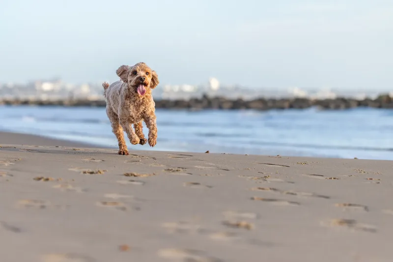 Red the Cavapoo (17 of 42)