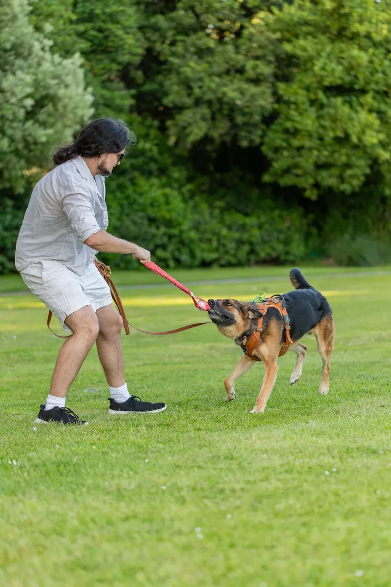 Dorset Dog Trainer – Poole Park (42 of 59)