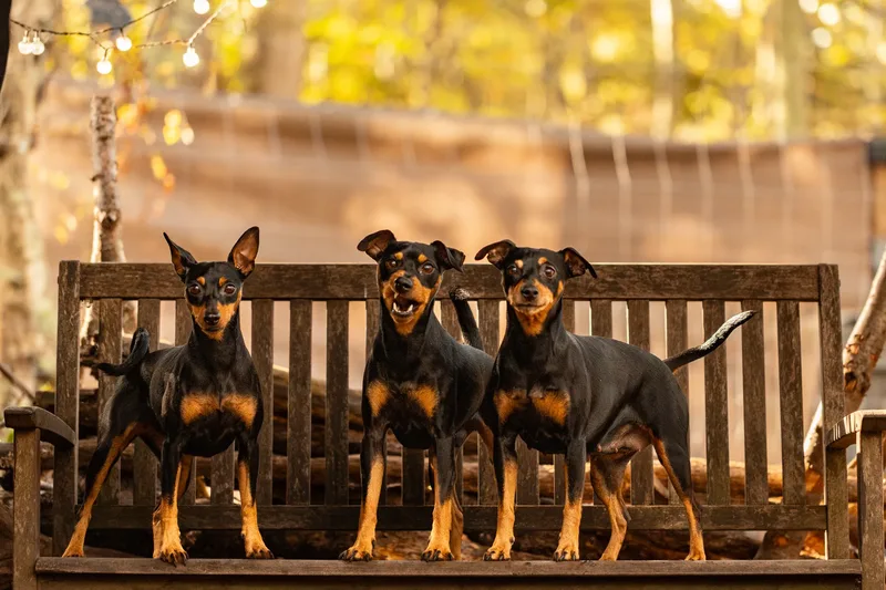 The Three Min Pins