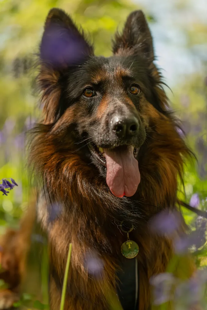 Tora the german shepherd (1 of 28)