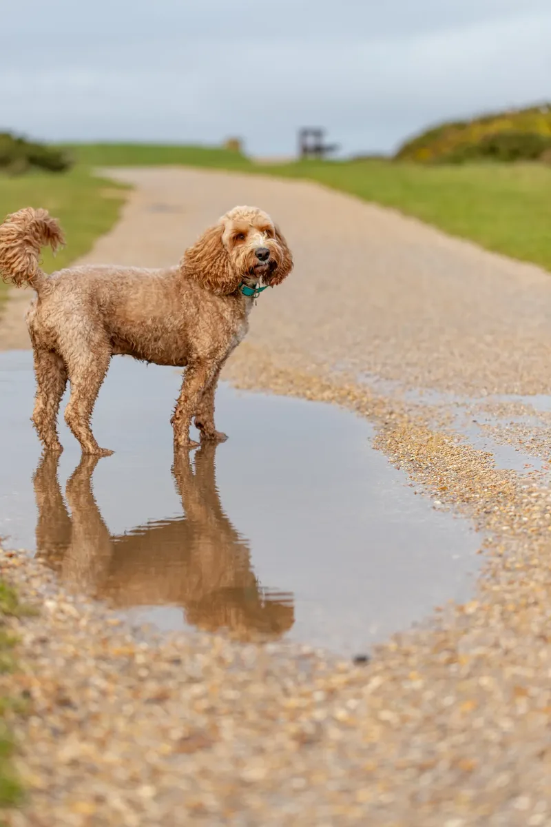 Teddy the Cockapoo (37 of 39)