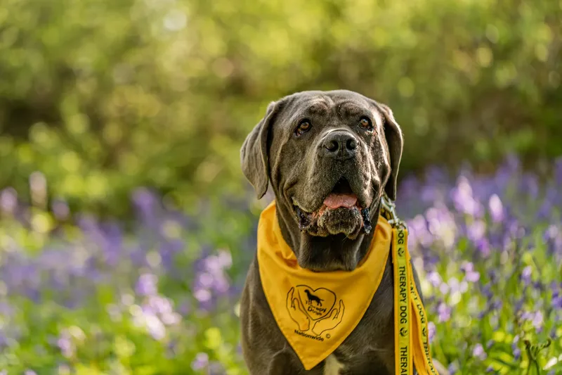 Skye the Cane Corso (12 of 23)