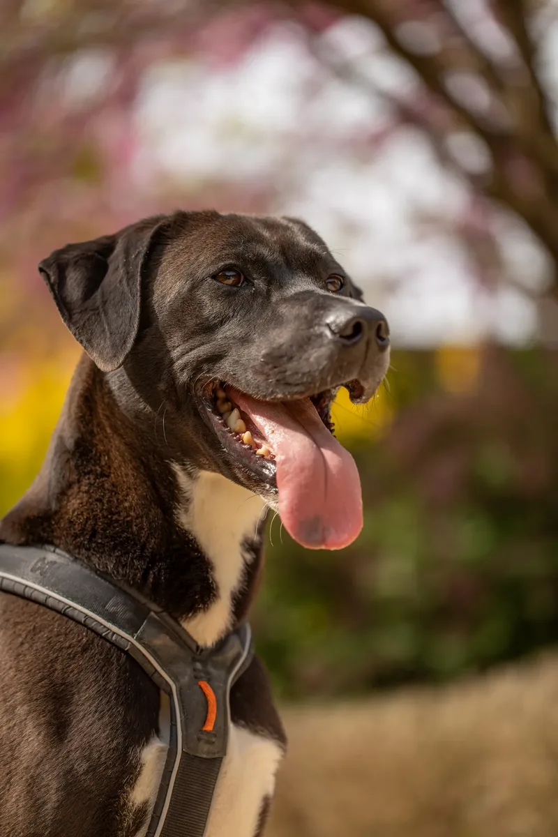 The Dorset Dog Trainer (6 of 42)