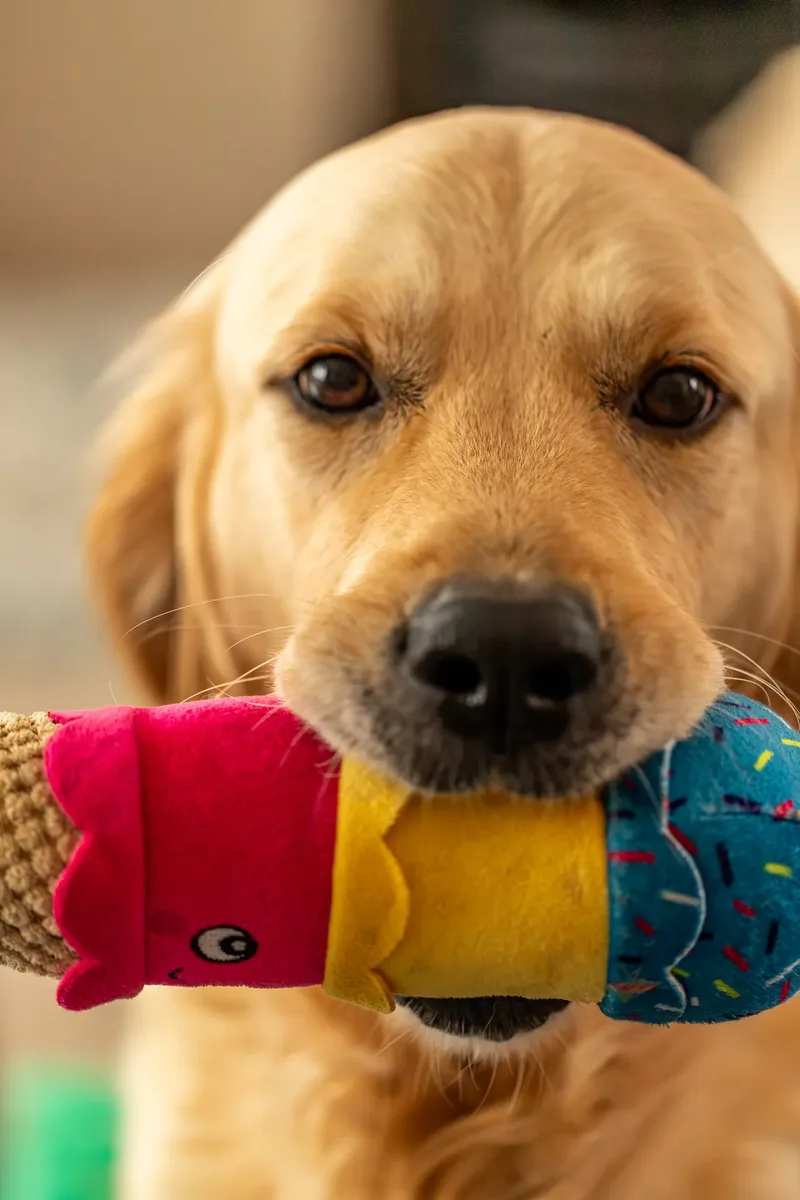 Golden Retriever Puppies (39 of 60)