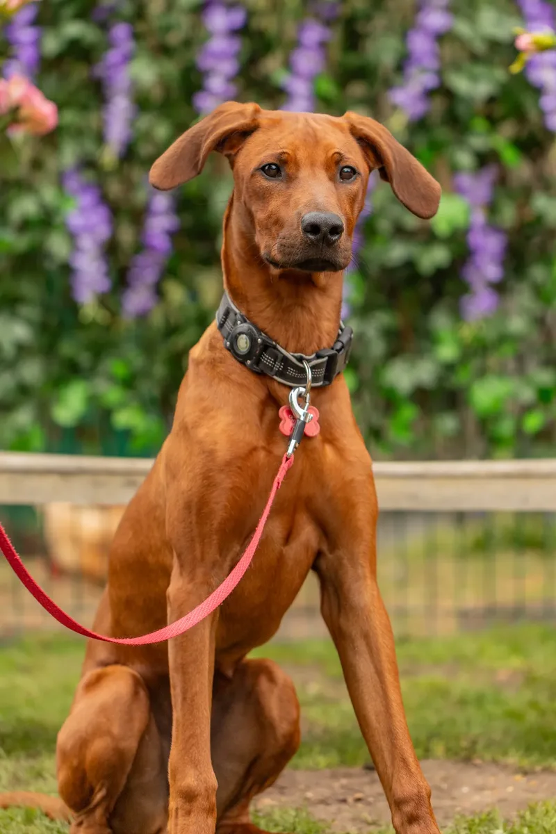 Muttley’s Doggy Day Care – Open Day Fun! 🐾 (20 of 24)