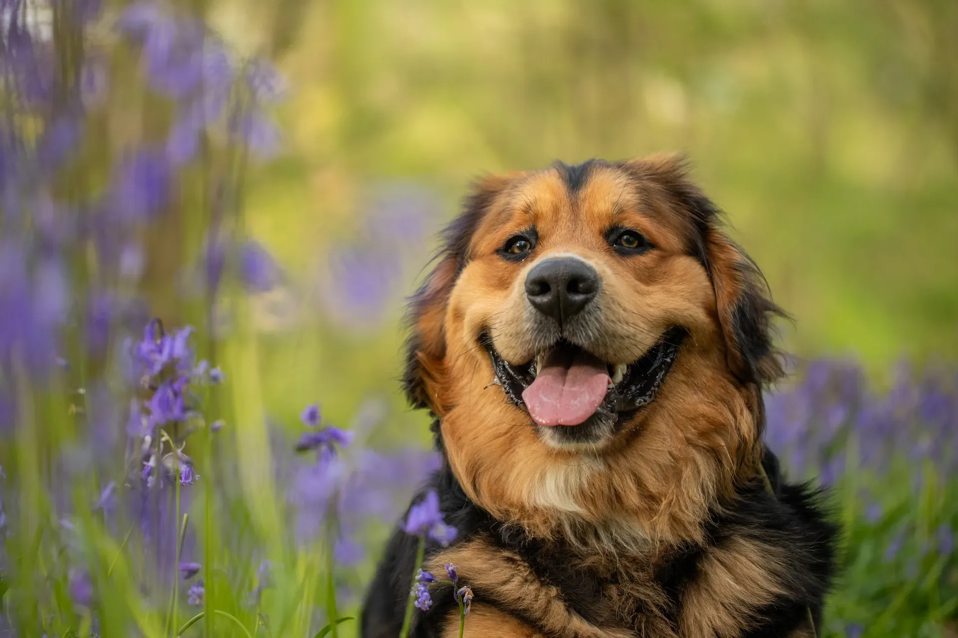 Finn the golden mountain dog