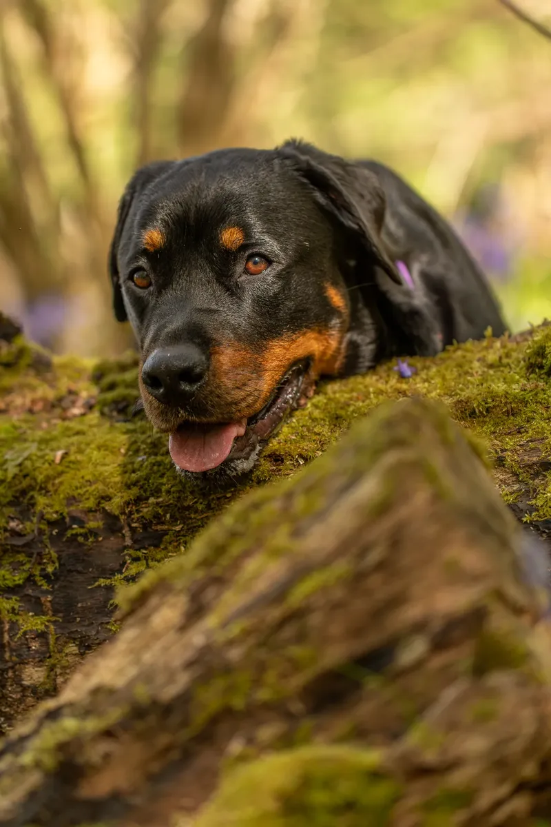 Karma the rottweiler in bluebells (14 of 30)