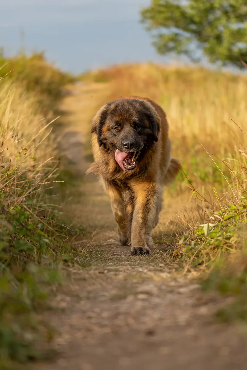 Koda