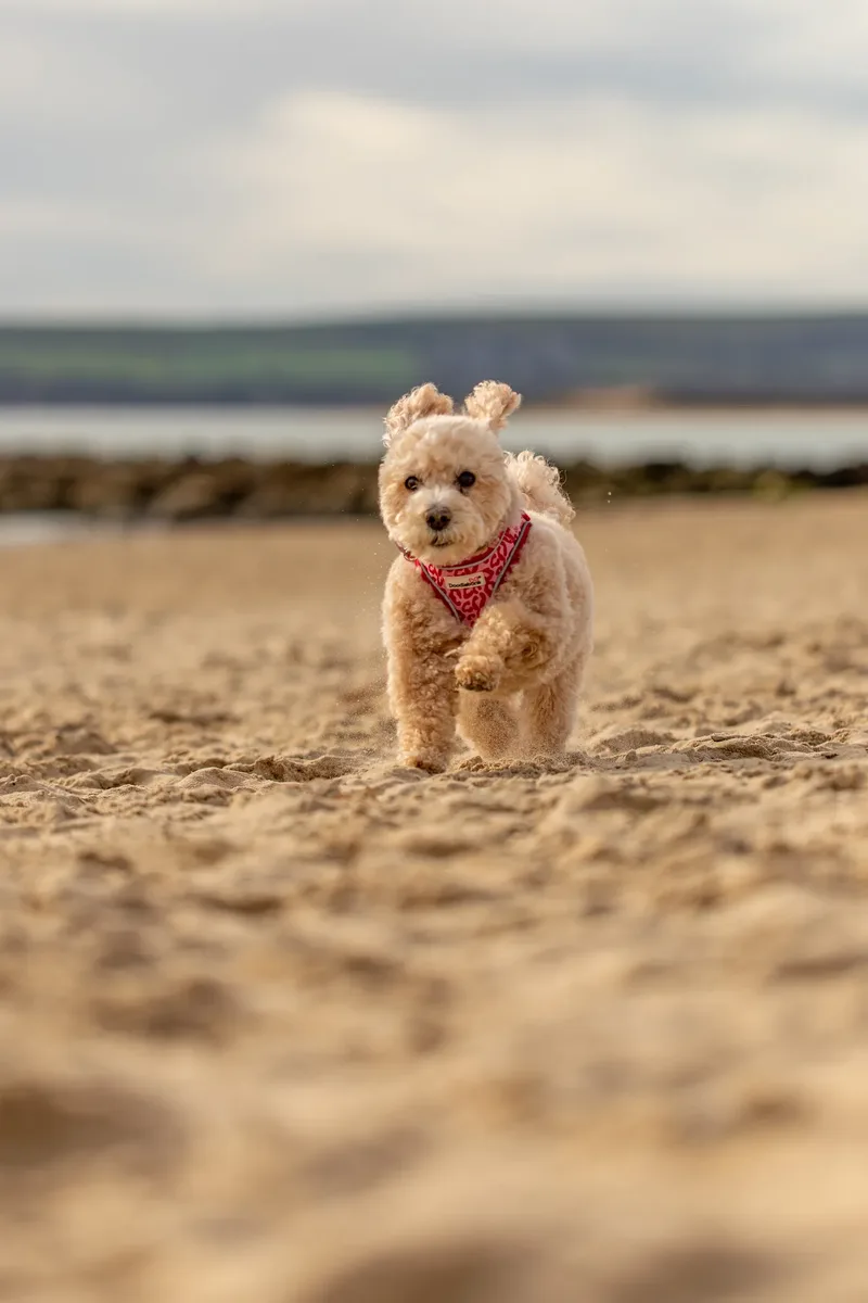Lola the Poochon (21 of 28)