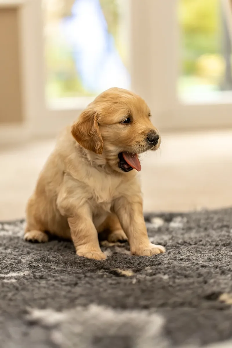 Golden Retriever Puppies (30 of 60)