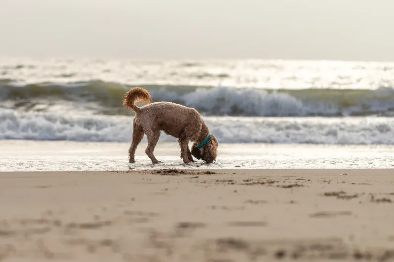 Teddy the Cockapoo (16 of 39)