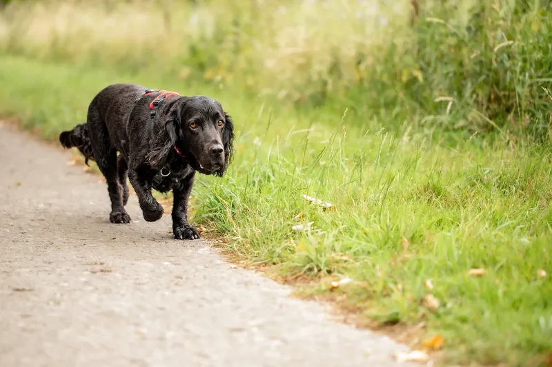 Ralph & Monty (1 of 24)