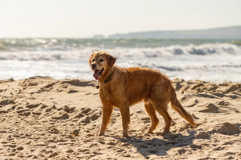 Hugo, Cookie, Flossie & Ralph (24 of 24)
