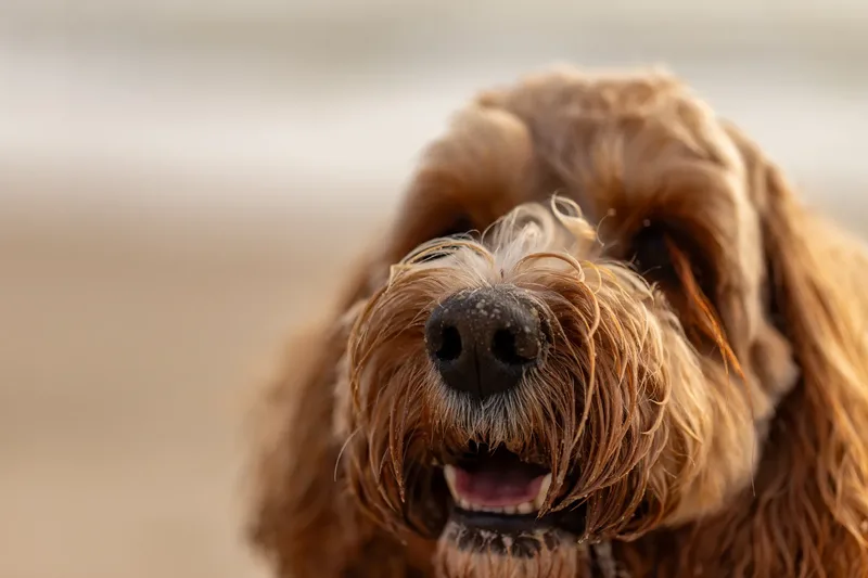 Teddy the Cockapoo (19 of 39)