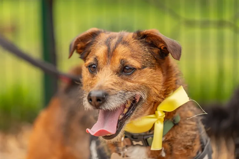 Muttley’s Doggy Day Care – Open Day Fun! 🐾 (17 of 24)
