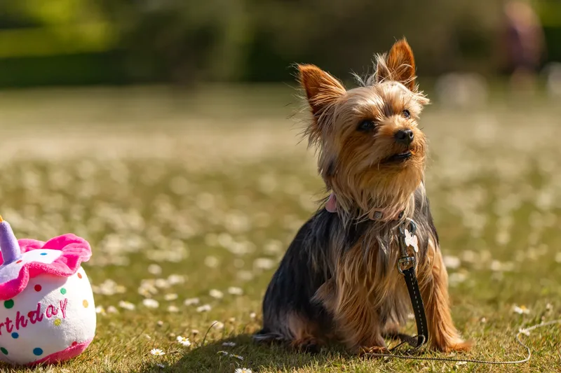 Willow – the mini yorkie (17 of 24)