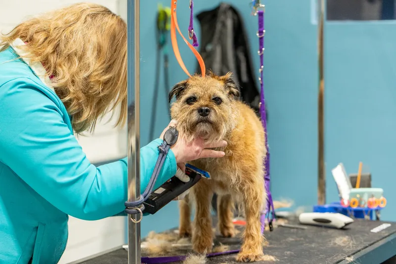 Doggie Styles Dog Groomers (1 of 13)