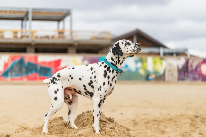 Domino the Dalmation (9 of 24)