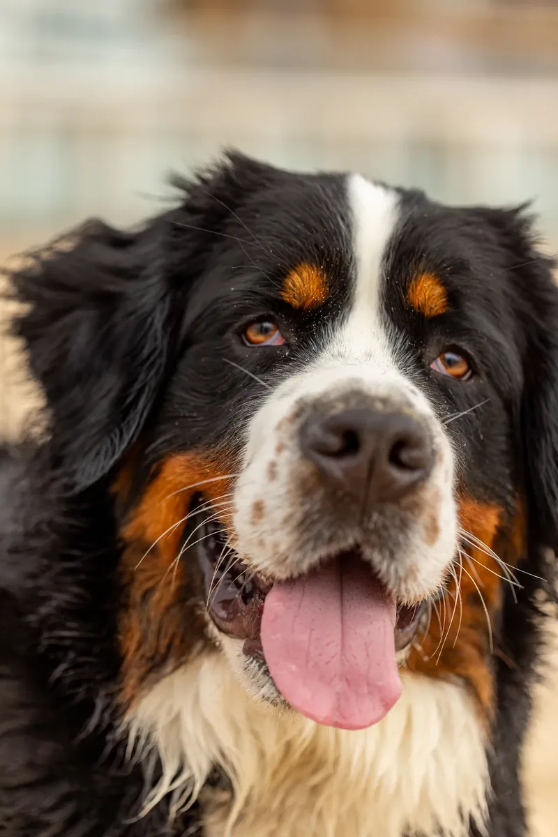 Berry the Bernese Mountain Dog (15 of 30)