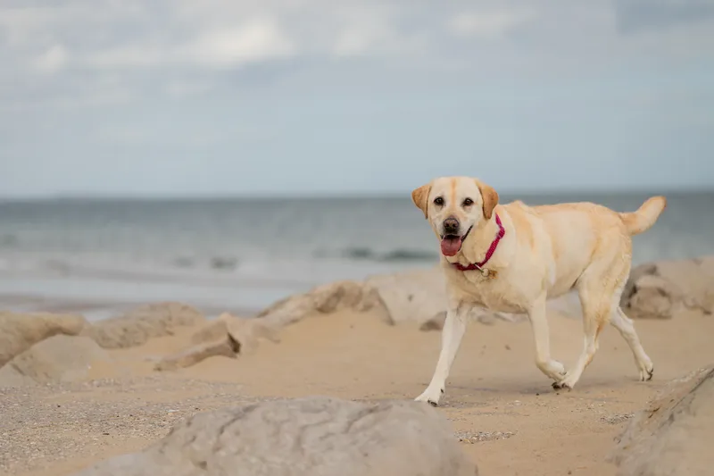 Mollie & Lola (14 of 32)