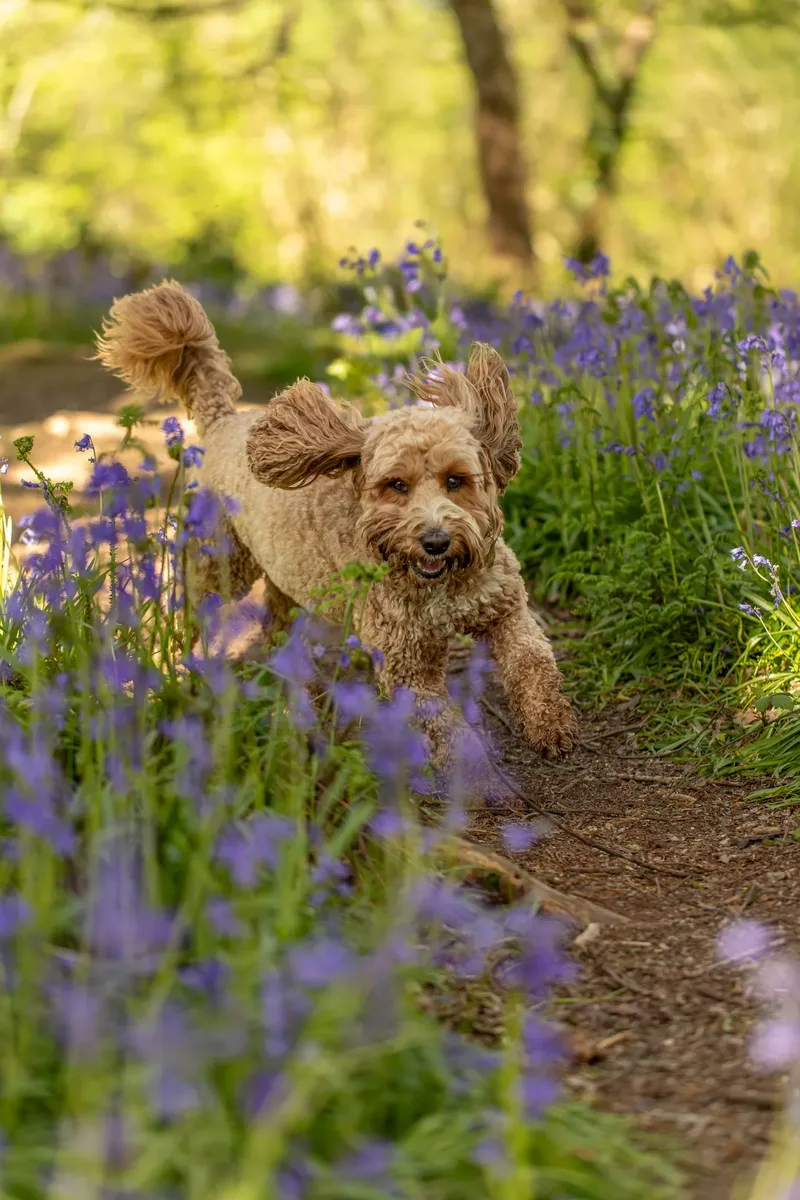 Teddy the cockapoo in the bluebells (17 of 21)
