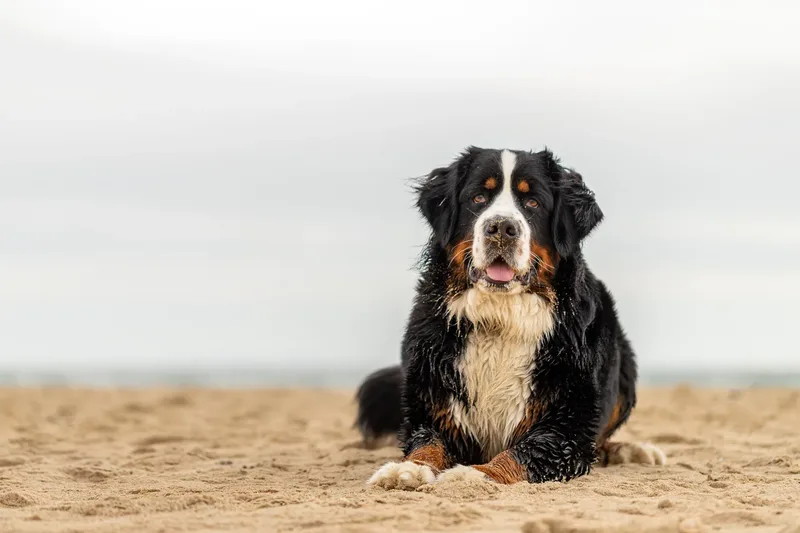 Berry the Bernese Mountain Dog (8 of 30)
