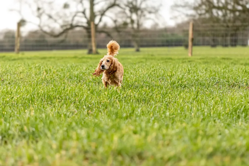 Max, Alfie & Friends (10 of 22)