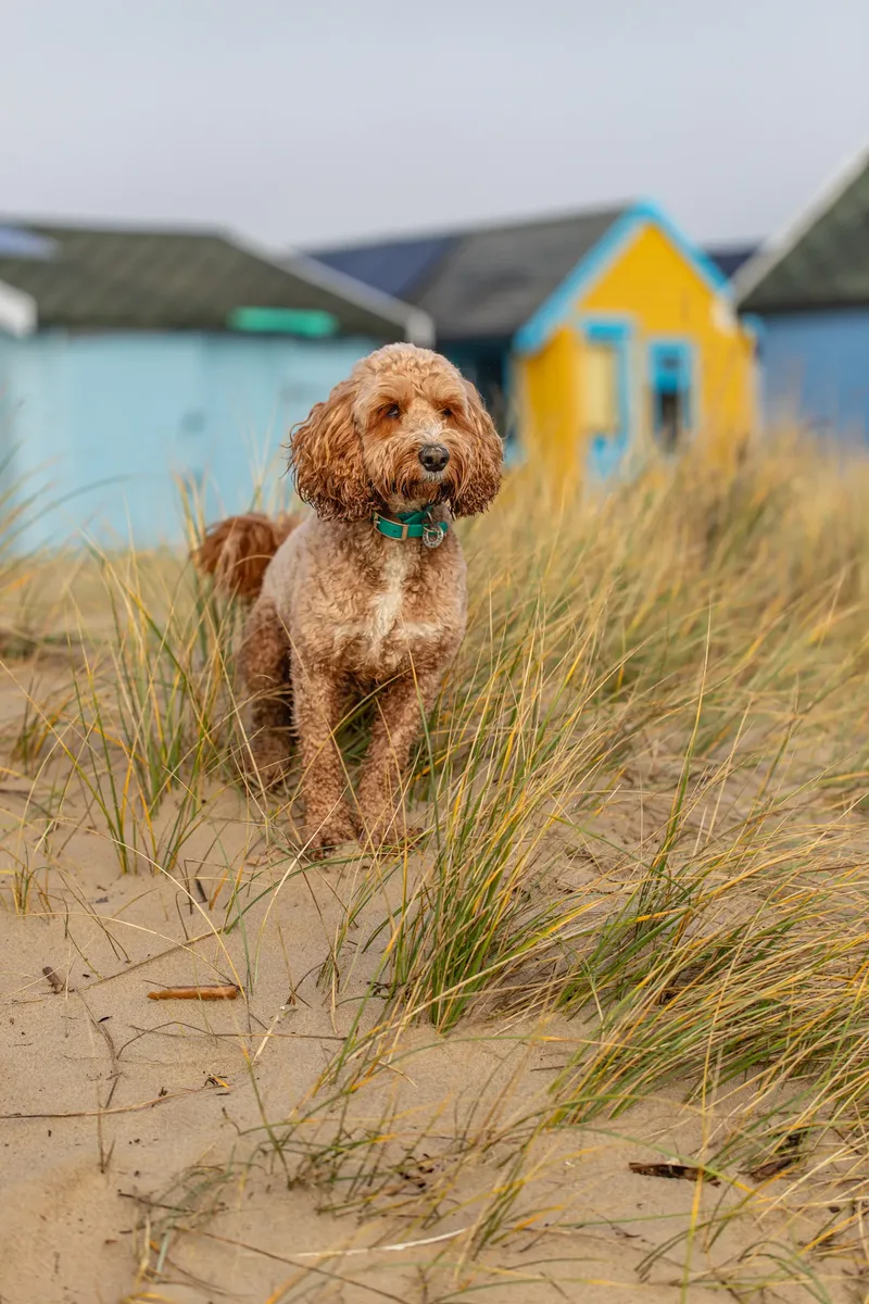 Teddy the Cockapoo (15 of 39)