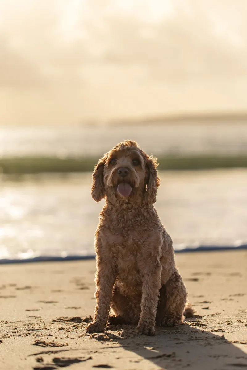 Red the Cavapoo (15 of 42)