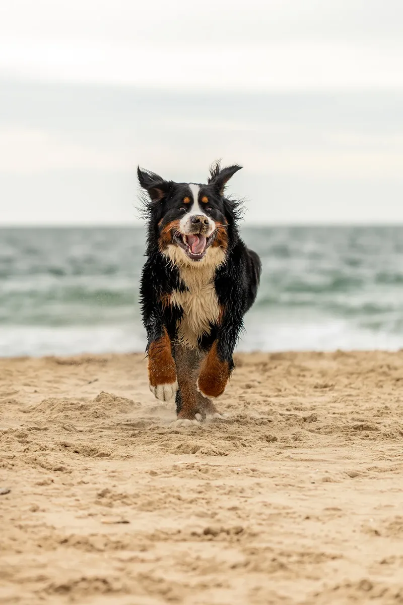 Berry the Bernese Mountain Dog (10 of 30)