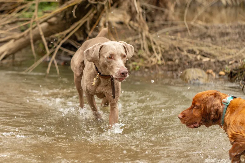 Wimborne Walkies (3 of 24)
