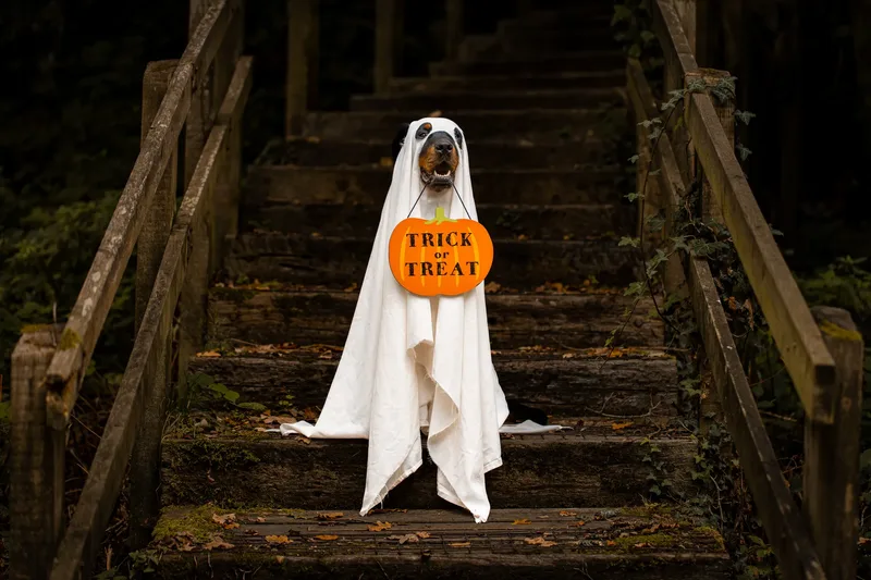 Karma the Rottie’s Halloween Shoot in Corfe Mullen (1 of 24)