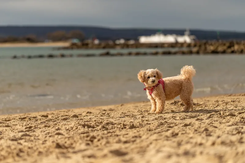 Lola the Poochon (24 of 28)