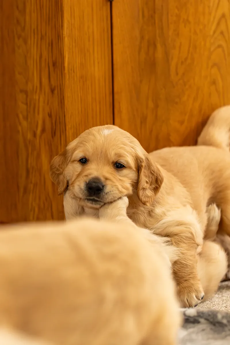 Golden Retriever Puppies (56 of 60)