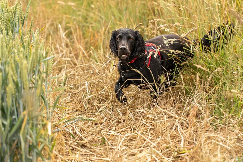 Ralph & Monty (8 of 24)