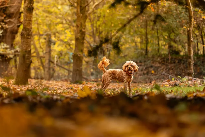 Bagel in autumn (16 of 24)