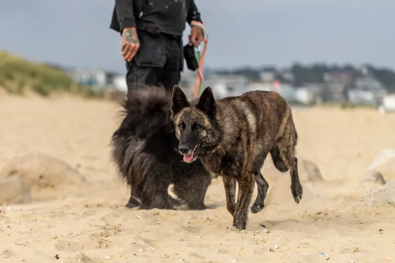 Estia & Baloo (23 of 24)