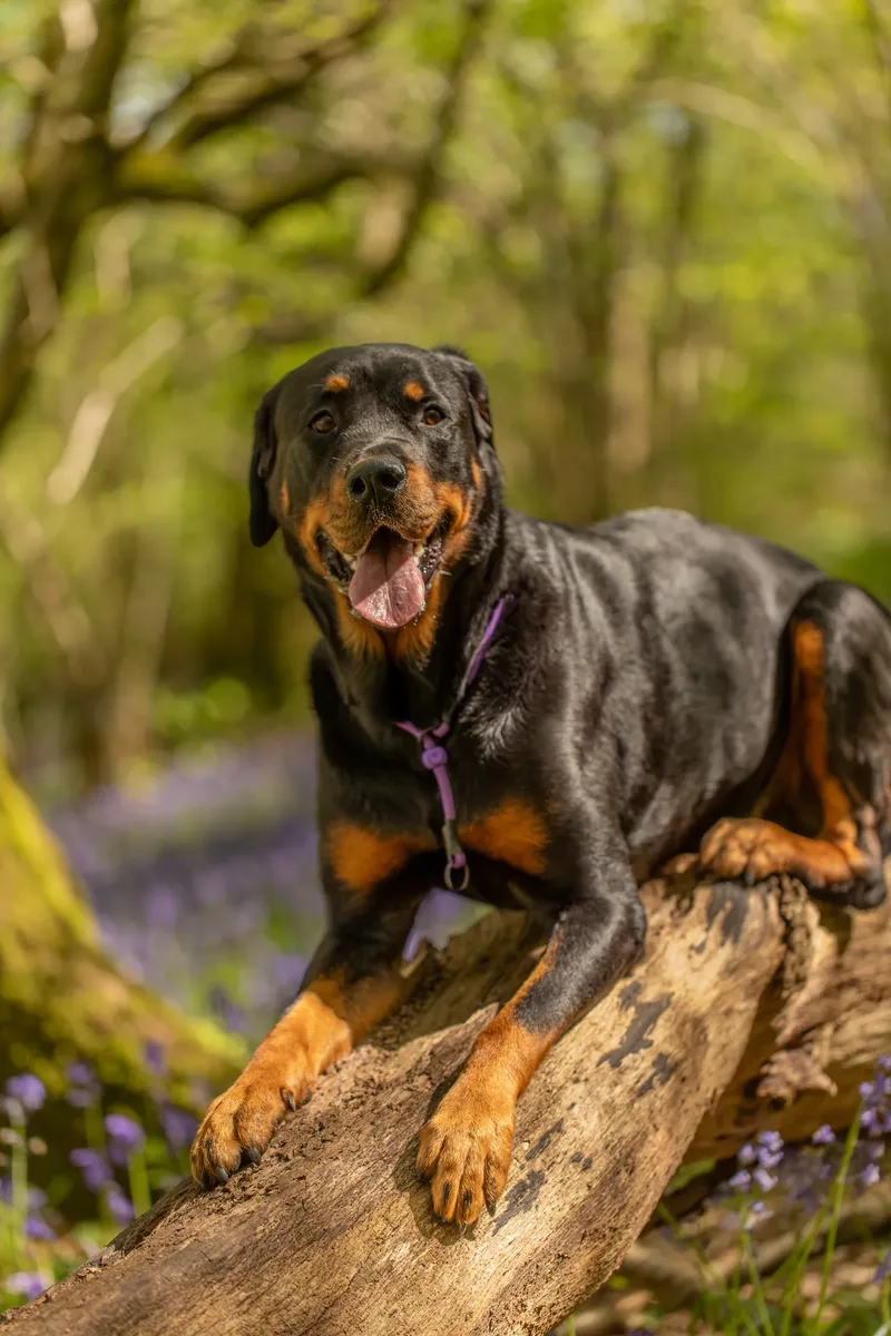 Karma the rottweiler in bluebells (18 of 30)