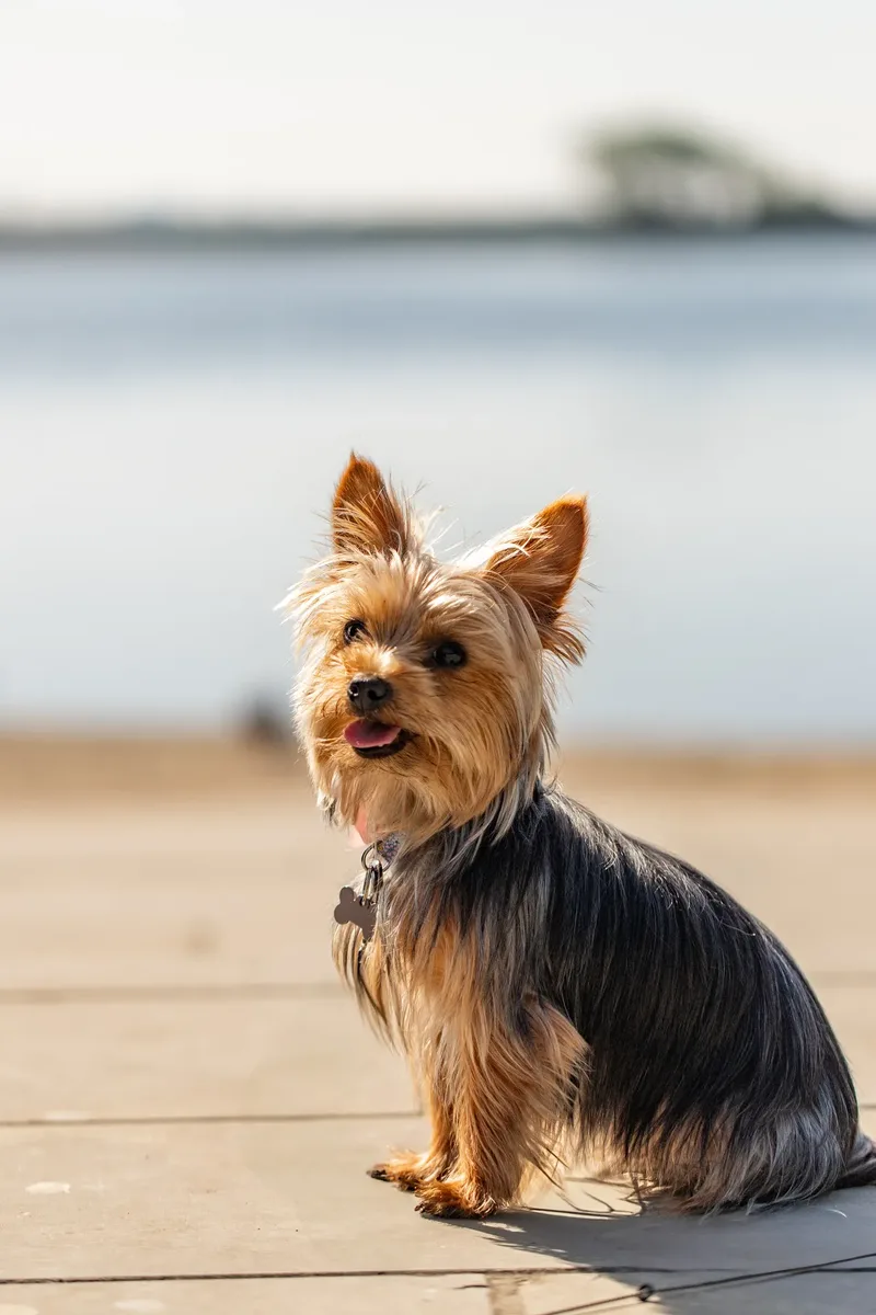 Willow – the mini yorkie (5 of 24)