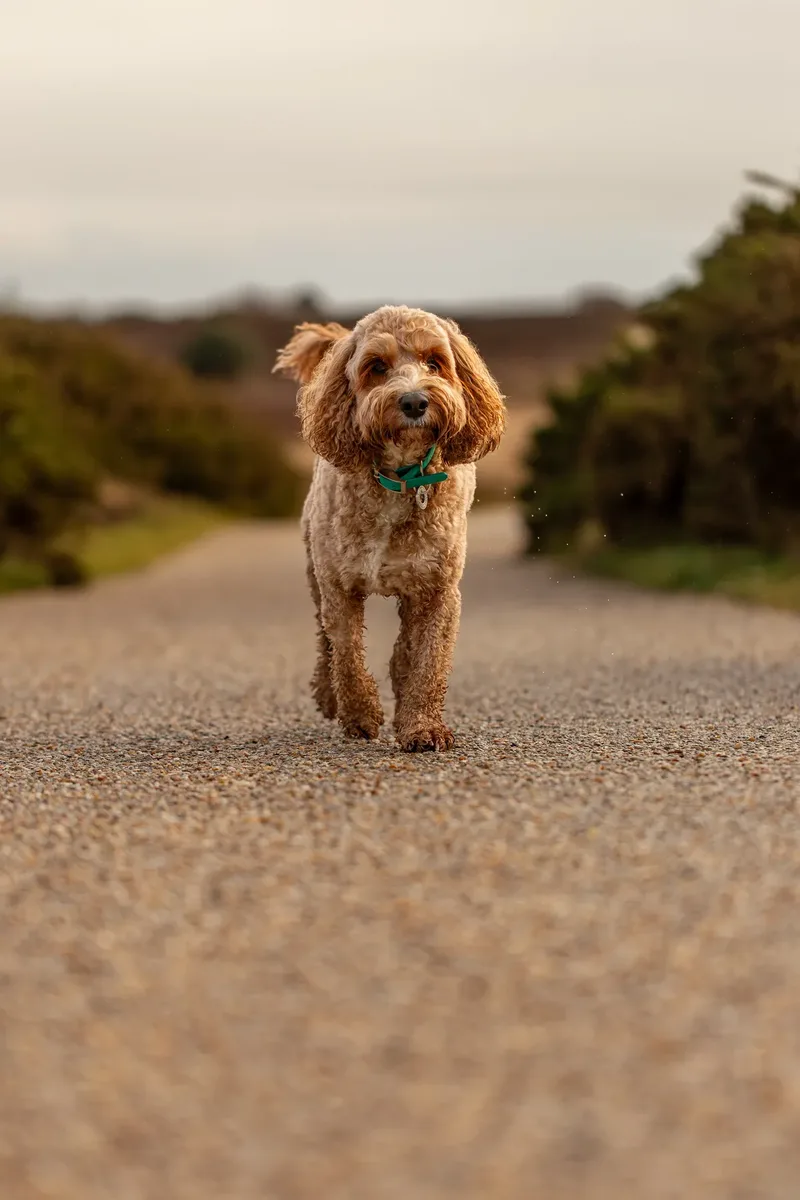 Teddy the Cockapoo (33 of 39)
