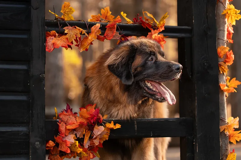 Koda the Bear (Leonberger)